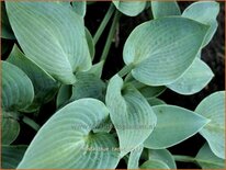 Hosta 'Blue Cadet'