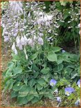 Hosta 'Blue Cadet'