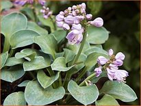 Hosta &#39;Blue Mouse Ears&#39;