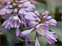 Hosta &#39;Blue Mouse Ears&#39;