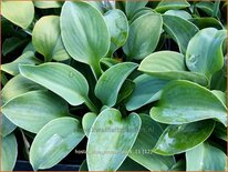 Hosta &#39;Blue Mouse Ears&#39;