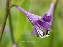 Hosta clausa var. normalis