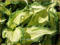 Hosta fortunei &#39;Albopicta&#39;