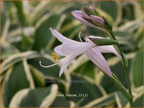 Hosta &#39;Francee&#39;