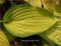 Hosta &#39;Gold Standard&#39;