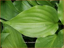 Hosta 'Honeybells'