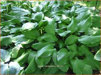 Hosta 'Honeybells'