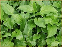 Hosta 'Honeybells'