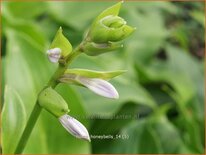 Hosta 'Honeybells'