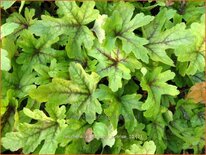 Heucherella 'Alabama Sunrise'