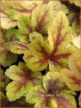 Heucherella &#39;Golden Zebra&#39;