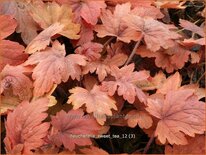 Heucherella &#39;Sweet Tea&#39;