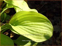 Hosta 'August Moon'