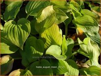 Hosta 'August Moon'