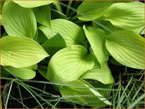 Hosta 'August Moon'