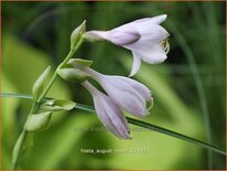 Hosta 'August Moon'