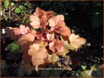 Heuchera 'Peach Flambe'