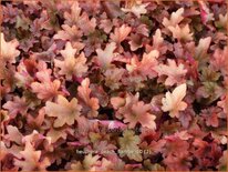 Heuchera 'Peach Flambe'