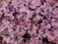 Heuchera &#39;Plum Royale&#39;