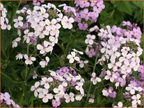 Hesperis matronalis