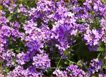 Hesperis matronalis