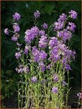 Hesperis matronalis