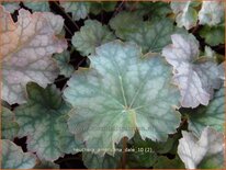 Heuchera americana &#39;Dale&#39;