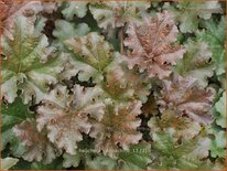 Heuchera &#39;Cappuchino&#39;