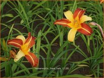 Hemerocallis &#39;Frans Hals&#39;