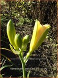 Hemerocallis &#39;Stella de Oro&#39;