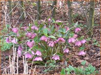 Helleborus orientalis