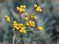 Helichrysum italicum