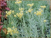 Helichrysum italicum