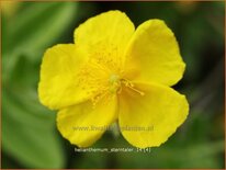 Helianthemum 'Sterntaler'