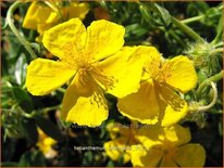 Helianthemum 'Sterntaler'