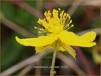 Helianthemum 'Sterntaler'