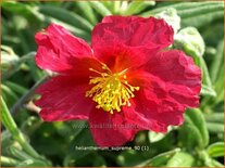 Helianthemum 'Supreme'