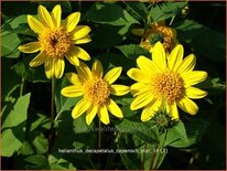 Helianthus decapetalus &#39;Capenoch Star&#39;