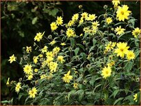 Helianthus microcephalus