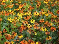 Helenium &#39;Sahins Early Flowerer&#39;