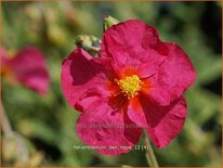 Helianthemum 'Ben Hope'