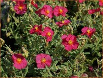 Helianthemum 'Ben Hope'