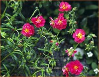 Helianthemum 'Cerise Queen'