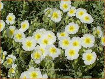 Helianthemum &#39;Elfenbeinglanz&#39;