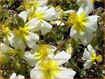 Helianthemum &#39;Elfenbeinglanz&#39;