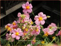 Helianthemum &#39;Lawrenson&#39;s Pink&#39;