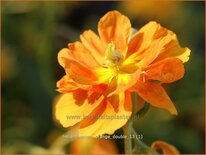 Helianthemum 'Orange Double'