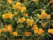 Helianthemum 'Orange Double'