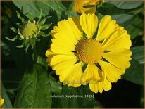 Helenium 'Kugelsonne'