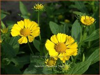 Helenium 'Kugelsonne'